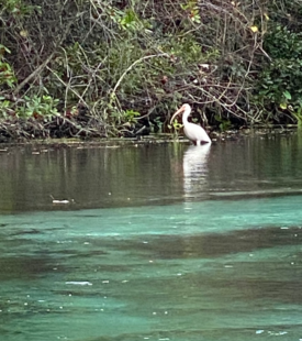 "Crystal River Bird" Photo "Crystal River Bird" Photo